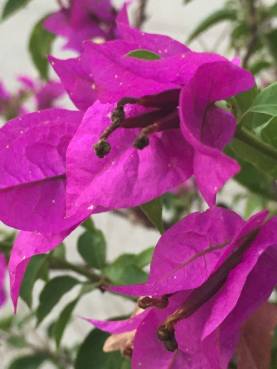 14580337_10155826052772925_182521740_n