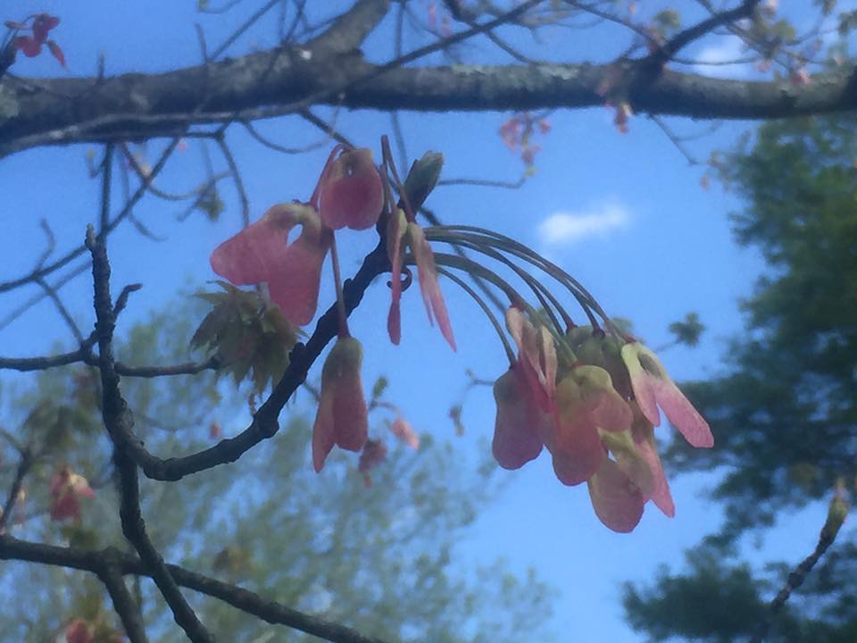 18195168_10156601176017925_8900271741560569017_n