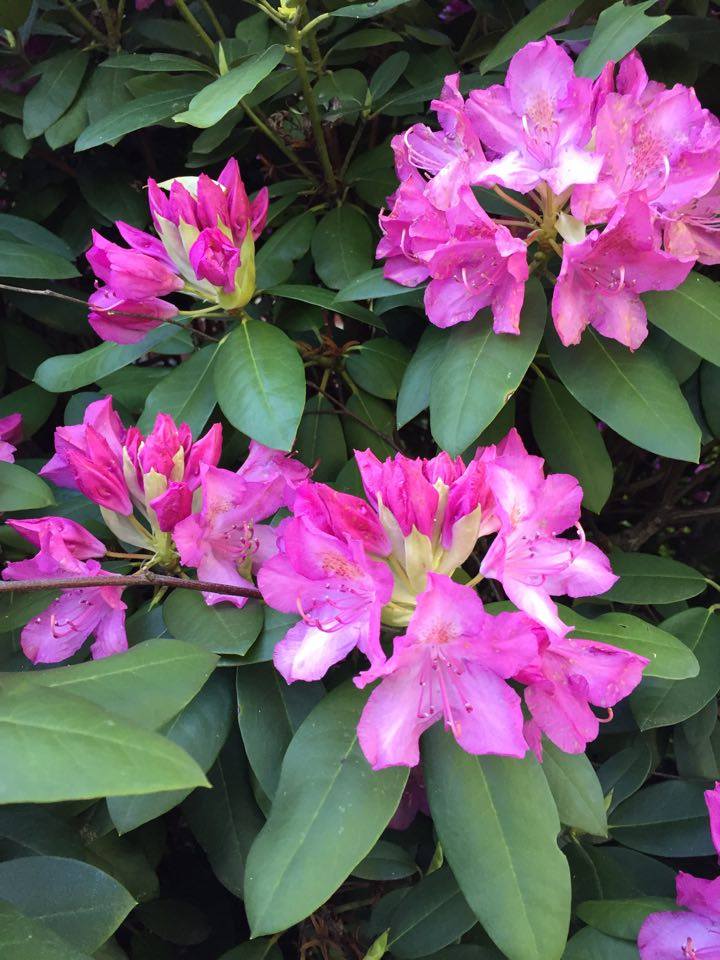 18447968_10156641411122925_733029967_n