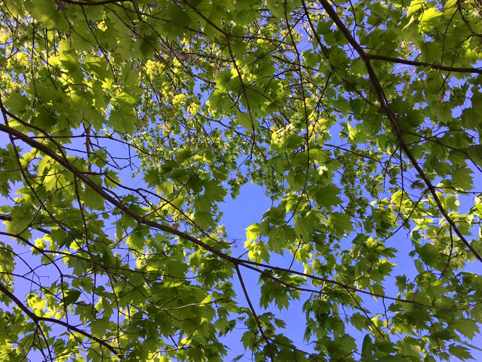 18486073_10156657980347925_7558380373284506654_n