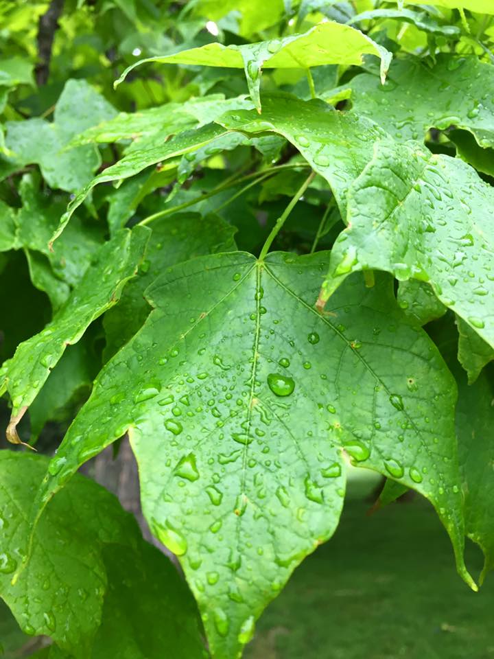 18622350_10156682974082925_6543156810125006284_n