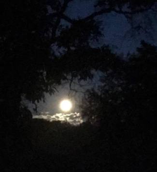 20136567_10156907760387925_765232389_n