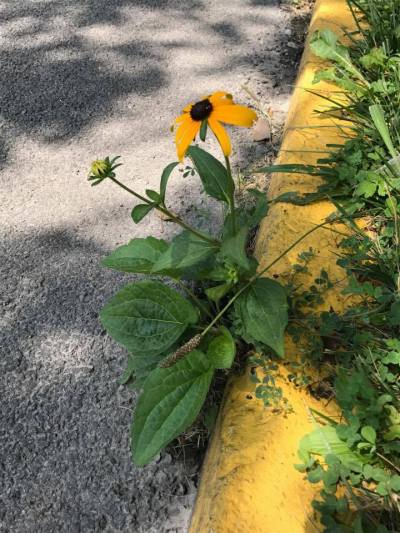 20182687_10156907744047925_805706360_n