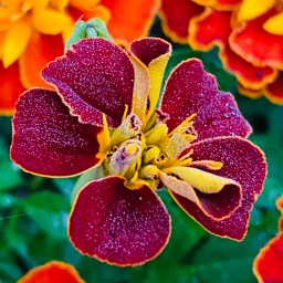 If I Could Give You a Marigold